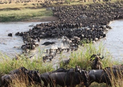 5-Day Fly-In Serengeti Migration Crossing Safari from Arusha